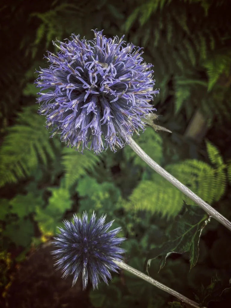 Globe Thistle / Echinops | Photography Prints - Nature Art Gallery Scotland Worldwide Shipping Two Spiky Spherical Scottish Artist Fine