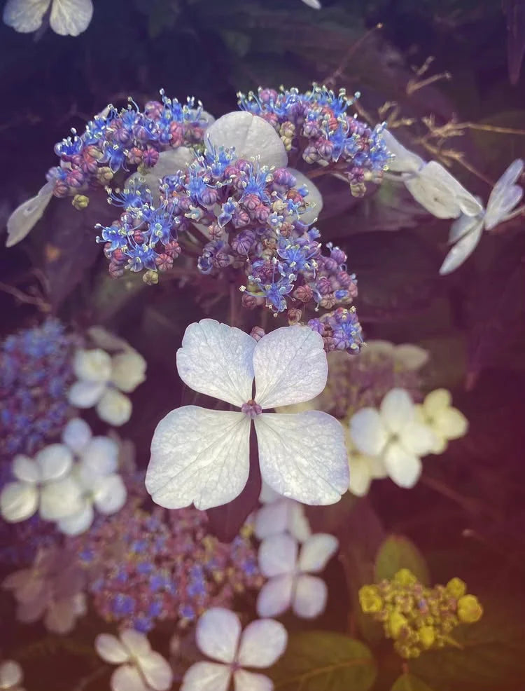 Lacecap Hydrangea | Photography Prints - Nature Art Gallery Scotland Worldwide Shipping Cluster White Blue Scottish Artist Fine and River