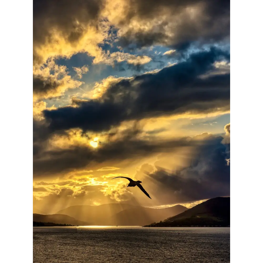 River Clyde Seagull Sunset - Scottish Photography Prints - Art Gallery Scotland